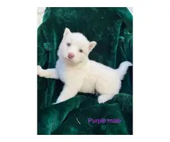 5 Alusky male puppies for sale
