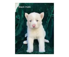 5 Alusky male puppies for sale - 2