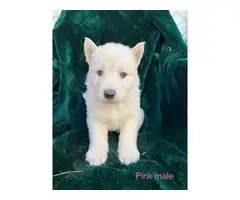 5 Alusky male puppies for sale - 3