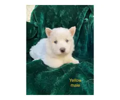 5 Alusky male puppies for sale - 4