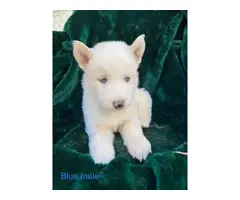 5 Alusky male puppies for sale - 5