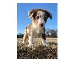 3 male ASDR registered Australian Shepherd puppies for sale