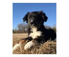 3 male ASDR registered Australian Shepherd puppies for sale - 5