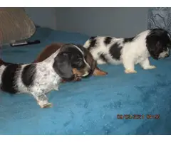 4 mini dachshund pups for sale