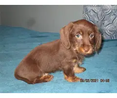 4 mini dachshund pups for sale - 2