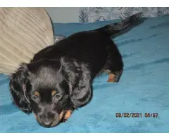 4 mini dachshund pups for sale - 3