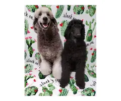 Males and female Standard Poodle puppies for sale