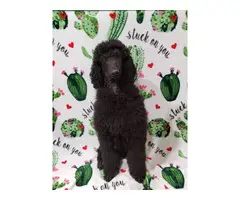 Males and female Standard Poodle puppies for sale - 2