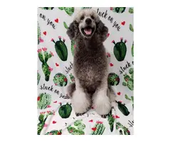 Males and female Standard Poodle puppies for sale - 3