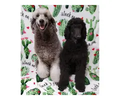 Males and female Standard Poodle puppies for sale - 4
