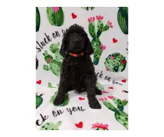 Males and female Standard Poodle puppies for sale - 5