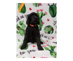 Males and female Standard Poodle puppies for sale - 6