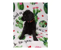 Males and female Standard Poodle puppies for sale - 7