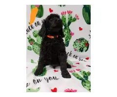 Males and female Standard Poodle puppies for sale - 8