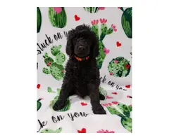 Males and female Standard Poodle puppies for sale - 9