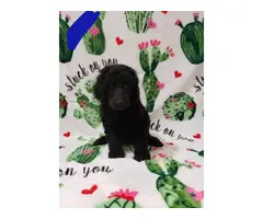 Males and female Standard Poodle puppies for sale - 10