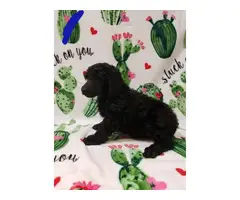 Males and female Standard Poodle puppies for sale - 11