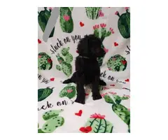 Males and female Standard Poodle puppies for sale - 12