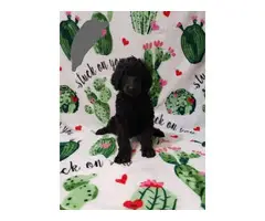 Males and female Standard Poodle puppies for sale - 13