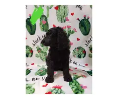 Males and female Standard Poodle puppies for sale - 14