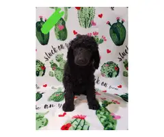 Males and female Standard Poodle puppies for sale - 15