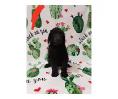 Males and female Standard Poodle puppies for sale - 16