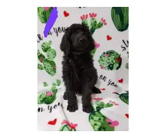Males and female Standard Poodle puppies for sale - 19