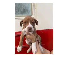 4 red noses pitbull puppies available - 1