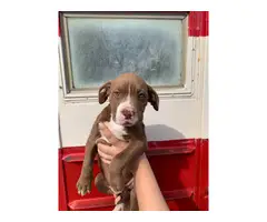 4 red noses pitbull puppies available - 4