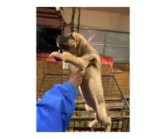 3 Cane Corso puppies to be rehomed - 2