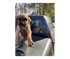 3 Cane Corso puppies to be rehomed - 3