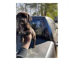 3 Cane Corso puppies to be rehomed - 6