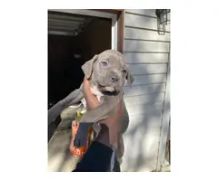 3 Cane Corso puppies to be rehomed - 7