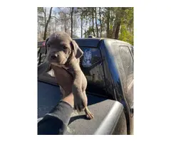 3 Cane Corso puppies to be rehomed - 9
