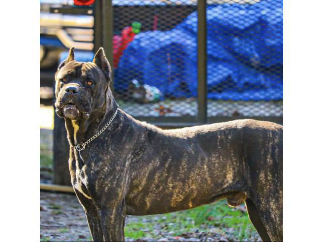 3 Cane Corso puppies to be rehomed in Norcross,