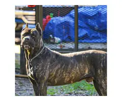 3 Cane Corso puppies to be rehomed - 10