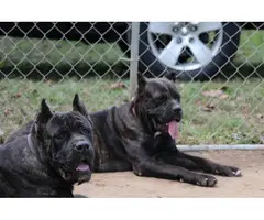 3 Cane Corso puppies to be rehomed - 11