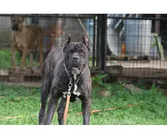 3 Cane Corso puppies to be rehomed - 12