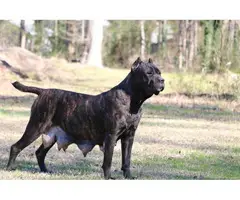 3 Cane Corso puppies to be rehomed - 13