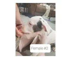 4 Great Dane Puppies to a loving home - 2