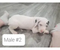 4 Great Dane Puppies to a loving home - 3
