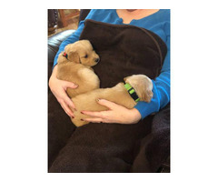 Golden Retriever Puppy For Sale By Ownertennessee Puppies For Sale Near Me