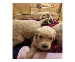 Akc Golden Retriever Puppies For Sale In Monterey Tennessee Puppies For Sale Near Me