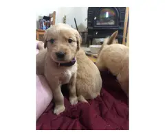 AKC Golden Retriever Puppies for Sale - 4
