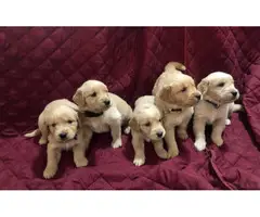 AKC Golden Retriever Puppies for Sale - 5