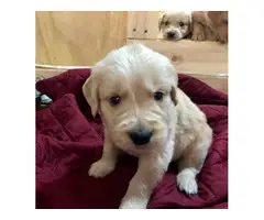 AKC Golden Retriever Puppies for Sale - 9