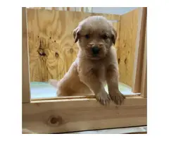 AKC Golden Retriever Puppies for Sale - 10