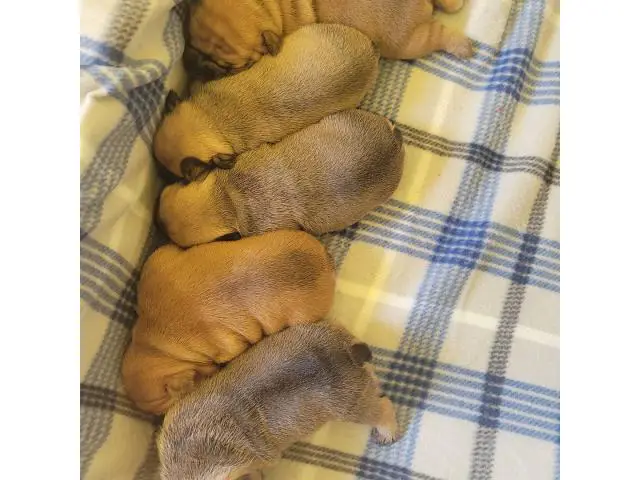 5 Purebred AKC French Bulldog puppies - 1/6