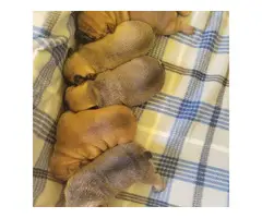 5 Purebred AKC French Bulldog puppies
