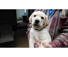 Yellow Labrador Puppies for Sale